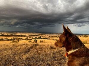 KelpieStorms